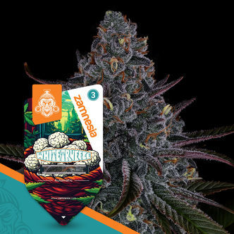 White Truffle Automatic (Zamnesia Seeds) feminisoidut