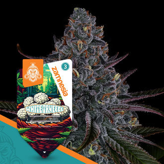 White Truffle Autoflower (Zamnesia Seeds) Feminisoidut