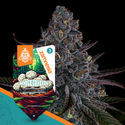 White Truffle Autoflower (Zamnesia Seeds) Feminisoidut