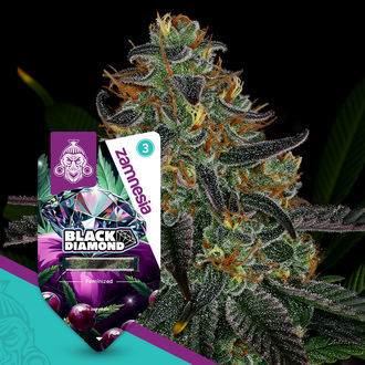 Black Diamond (Zamnesia Seeds) Feminisoidut