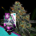 Black Diamond (Zamnesia Seeds) Feminisoidut
