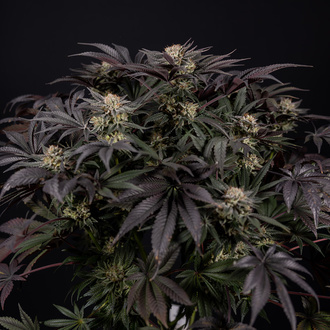 Black Diamond (Zamnesia Seeds) Feminisoidut