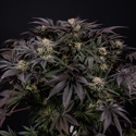 Black Diamond (Zamnesia Seeds) Feminisoidut
