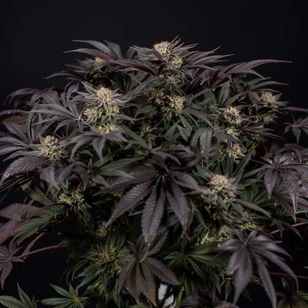 Black Diamond (Zamnesia Seeds) Feminisoidut