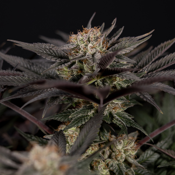 Black Diamond (Zamnesia Seeds) Feminisoidut