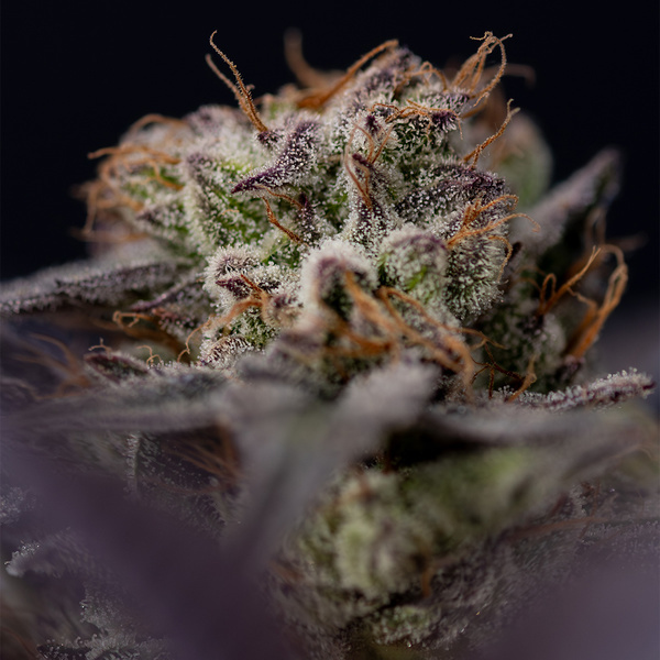 Black Diamond (Zamnesia Seeds) Feminisoidut