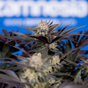 Black Diamond (Zamnesia Seeds) Feminisoidut
