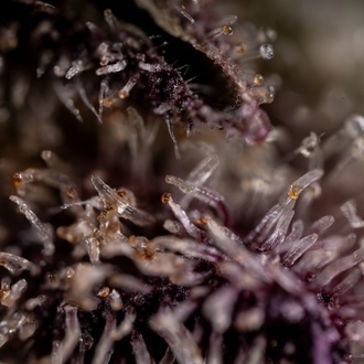 Black Diamond (Zamnesia Seeds) Feminisoidut