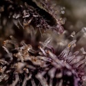 Black Diamond (Zamnesia Seeds) Feminisoidut