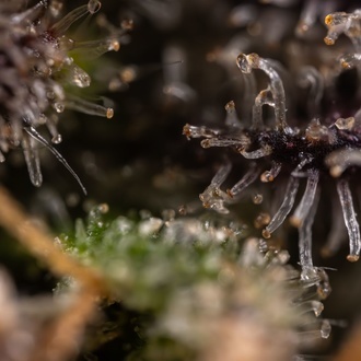 Black Diamond (Zamnesia Seeds) Feminisoidut