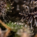 Black Diamond (Zamnesia Seeds) Feminisoidut