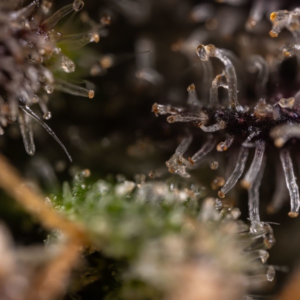 Black Diamond (Zamnesia Seeds) Feminisoidut