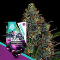 Black Diamond Autoflower (Zamnesia Seeds) Feminisoidut