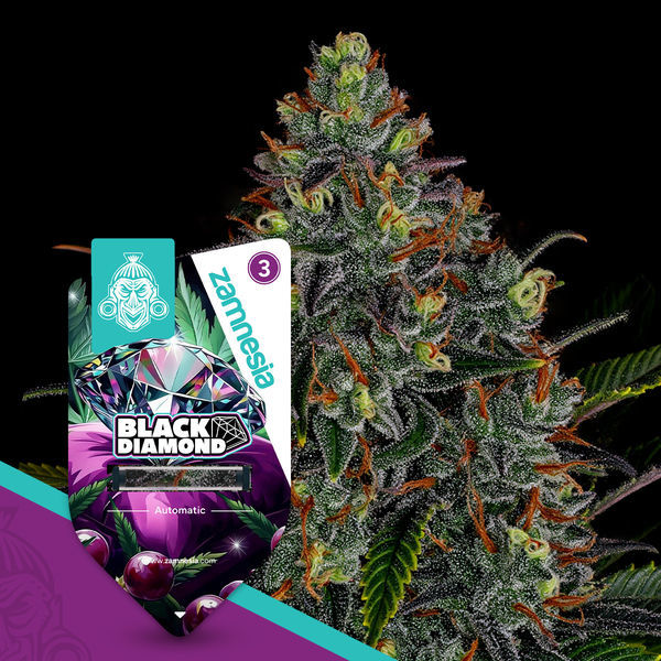 Black Diamond Autoflower (Zamnesia Seeds) Feminisoidut