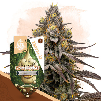 GMO Cookies (Zamnesia Seeds) Feminisoidut
