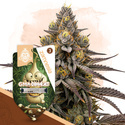 GMO Cookies (Zamnesia Seeds) Feminisoidut