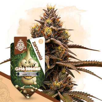 GMO Cookies Autoflower (Zamnesia Seeds) feminisoidut kannabiksen siemenet