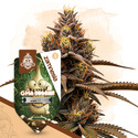 GMO Cookies Autoflower (Zamnesia Seeds) Feminisoidut