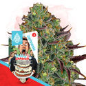 Wedding Crasher (Zamnesia Seeds) Feminisoidut