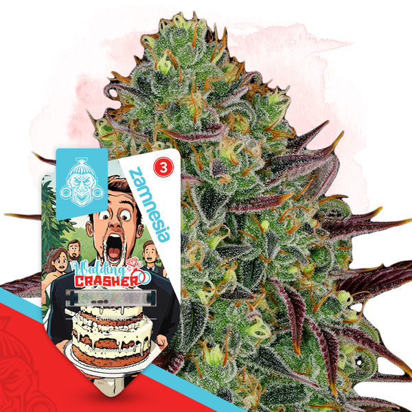 Wedding Crasher (Zamnesia Seeds) Feminisoidut