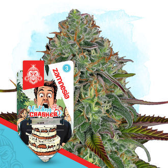 Wedding Crasher Autoflower (Zamnesia Seeds) Feminisoidut