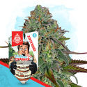 Wedding Crasher Autoflower (Zamnesia Seeds) Feminisoidut