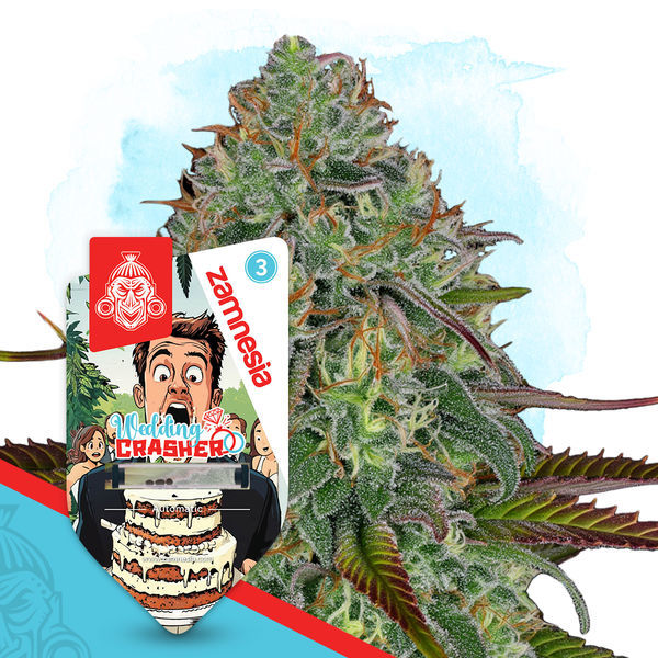 Wedding Crasher Autoflower (Zamnesia Seeds) Feminisoidut