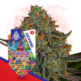 Dutch Treat (Zamnesia Seeds) Feminisoidut
