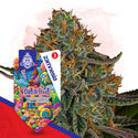 Dutch Treat (Zamnesia Seeds) Feminisoidut