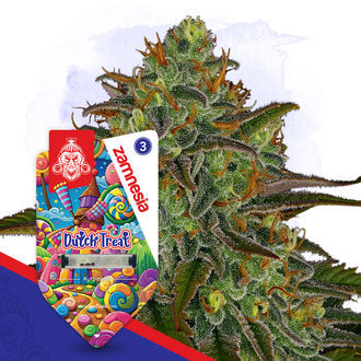 Dutch Treat Autoflower (Zamnesia Seeds) Feminisoidut