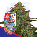 Dutch Treat Autoflower (Zamnesia Seeds) Feminisoidut