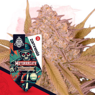 Motorbreath (Zamnesia Seeds) feminisoidut