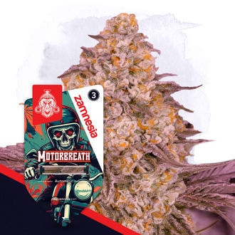 Motorbreath Autoflower (Zamnesia Seeds) Feminisoidut