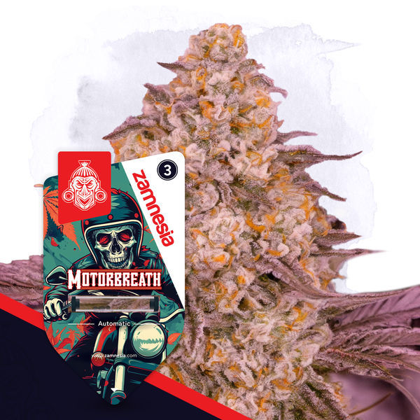 Motorbreath Autoflower (Zamnesia Seeds) Feminisoidut