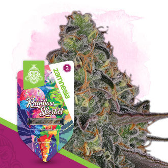 Rainbow Sherbet (Zamnesia Seeds) Feminisoidut