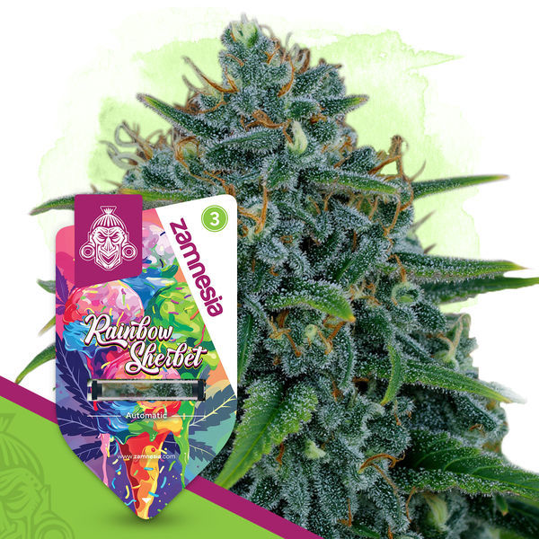 Rainbow Sherbet Autoflower (Zamnesia Seeds) Feminisoidut