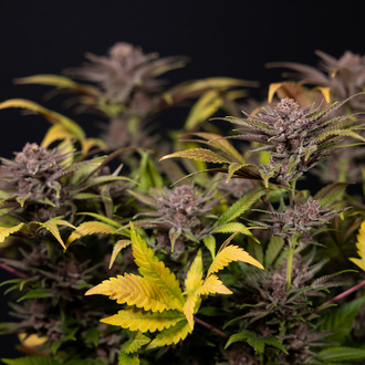 Rainbow Sherbet Autoflower (Zamnesia Seeds) Feminisoidut