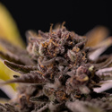 Rainbow Sherbet Autoflower (Zamnesia Seeds) Feminisoidut