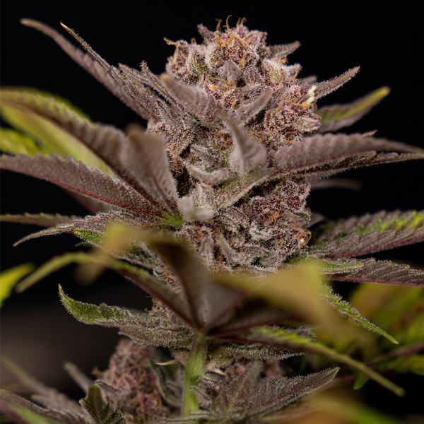 Rainbow Sherbet Autoflower (Zamnesia Seeds) Feminisoidut