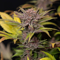 Rainbow Sherbet Autoflower (Zamnesia Seeds) Feminisoidut