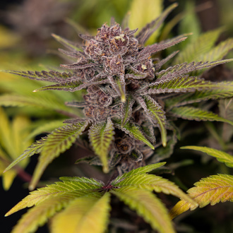 Rainbow Sherbet Autoflower (Zamnesia Seeds) Feminisoidut
