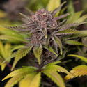 Rainbow Sherbet Autoflower (Zamnesia Seeds) Feminisoidut