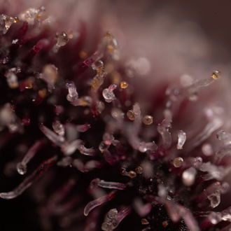 Rainbow Sherbet Autoflower (Zamnesia Seeds) Feminisoidut