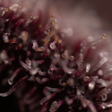 Rainbow Sherbet Autoflower (Zamnesia Seeds) Feminisoidut