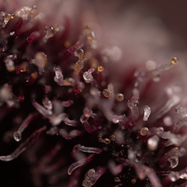 Rainbow Sherbet Autoflower (Zamnesia Seeds) Feminisoidut