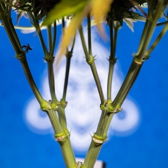 Rainbow Sherbet Autoflower (Zamnesia Seeds) Feminisoidut