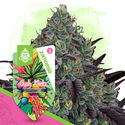 Gush Mintz (Zamnesia Seeds) Feminisoidut