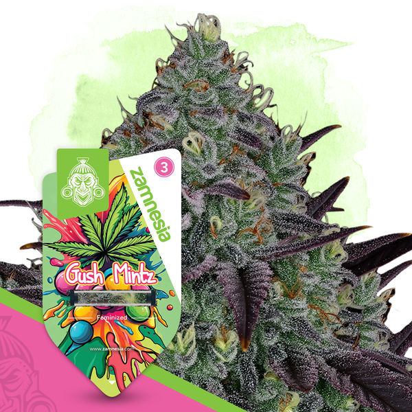 Gush Mintz (Zamnesia Seeds) Feminisoidut