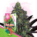 Gush Mintz Autoflower (Zamnesia Seeds) Feminisoidut