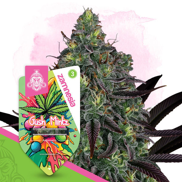 Gush Mintz Autoflower (Zamnesia Seeds) Feminisoidut